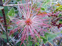 Spherical inflorescence