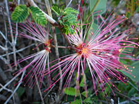 Calliandra eriophylla