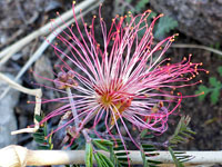 Clustered stamens