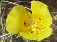 Golden mariposa lily