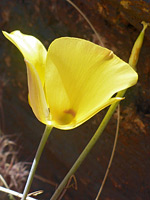 Cup-shaped flower