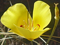 Golden Mariposa Lily