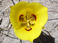 Golden mariposa lily