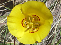 Yellow flower