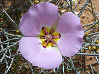 Calochortus flexuosus