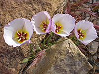 Winding mariposa lily