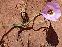 Flower and its shadow