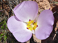 Pale pink petals