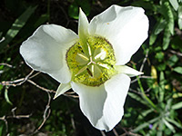 Gunnison's mariposa lily