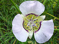 Gunnison's mariposa lily