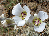Two open flowers