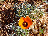 Calochortus kennedyi