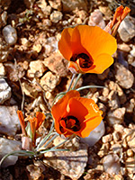 Calochortus kennedyi