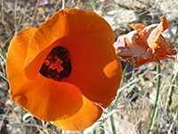 Calochortus kennedyi