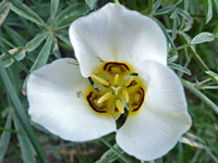 Calochortus nuttallii