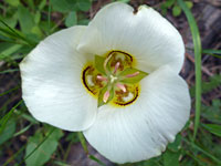 White petals