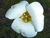 Yellow anthers