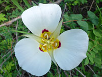 Sego lily