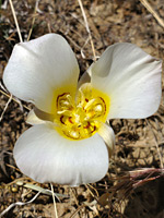 Yellow-centered flower
