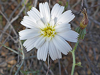 Calycoseris wrightii