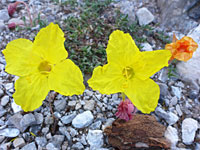 Lavender-leaf sundrop