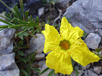 Greenish-centered flower