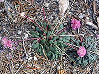 Calyptridium monospermum