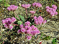 Cluster of flowers