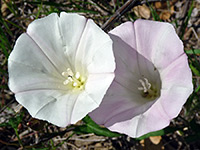 Calystegia macrostegia