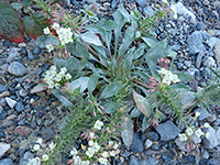 Greyish green leaves