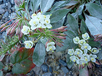 Booth's Evening Primrose