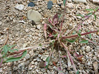 Basal and lower stem leaves