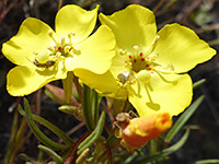 Camissonia campestris