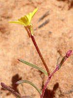 Camissonia parvula