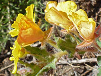 Group of flowers