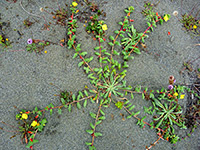 Plant on grey sand