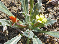 Lewis' Evening Primrose