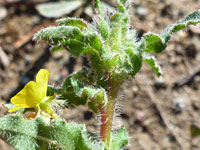 Hairy stem and leaves