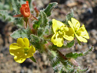 Flowers and leaves