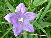 Campanula parryi