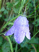 Parry's Bellflower