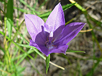 Parry's bellflower