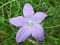 Purple petals