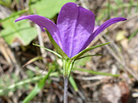 Sepals and petals