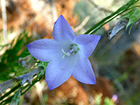 Flower with five petals