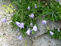 Flowers and leaves