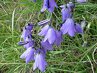 Group of flowers