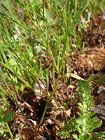 Stem leaves