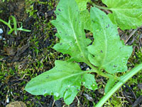 Hairless leaves