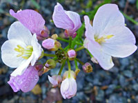 Pinkish flowers